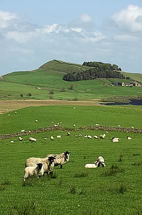 Spring Grass